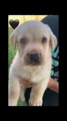 Labrador lovers welcome