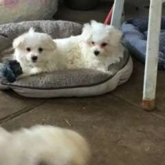 MALTESE Puppies PURE BRED x 2 Males 13 weeks old. 