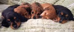 Mini Longhaired Dachshund Puppy&#039;s