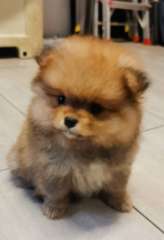 Three Pomeranians for sale (2 months old)