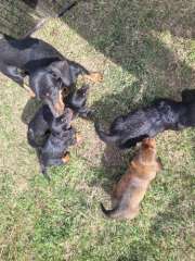 Mini daschound puppies 