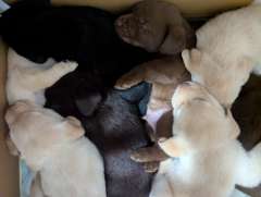 Purebred Labrador Puppies – Ready for Their Forever Home