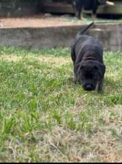 Maremma x Rottweiler Mastiff