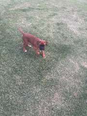Male Boxer puppy 