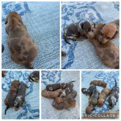 Dachshund puppies for sale