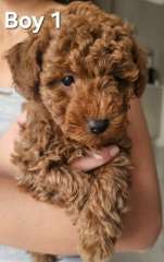 TOY POODLES - RED