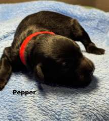 Groodle Puppies  for sale 