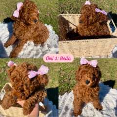 Gorgeous Toy Poodle puppies looking for their forever home