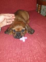 Cute Pugalier ( Pug x Cavalier King Charlse Spaniel) Puppies