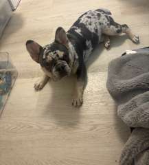 6 month French bulldog for sale 