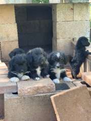 Jackapoo Puppies (Jack Russell X Toy Poodle)