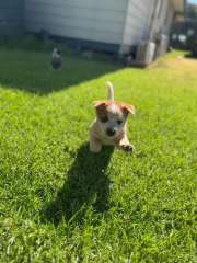 Purebred Australian Cattle Dog Puppies