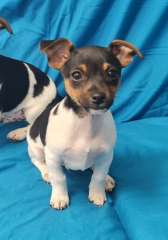Purebred mini foxys 1 boy left  READY NOW !