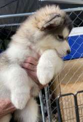 Pure bred Alaskan Malamute puppies