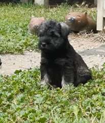 Schnauzer miniature 