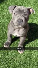 ENGLISH BLUE STAFFORDSHIRE 