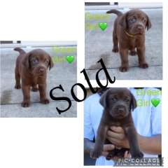 Purebred chocolate labradoor puppies