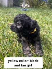 Cavoodle Puppies