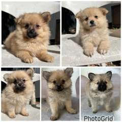 ONLY 4 males left !!! Cute Purebred Pomeranian Puppies