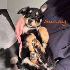 9 three months German Shepherd cross puppies 